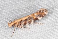 Aristotelia decoratella