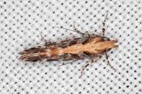 Aristotelia decoratella