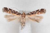Aristotelia decoratella