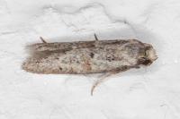Symmocoides oxybiella