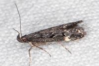 Dichomeris alacella