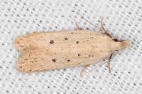 Nothris verbascella