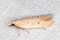 Nothris verbascella