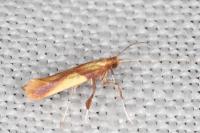 Caloptilia