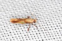 Caloptilia