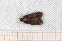 Homaloxestis briantiella