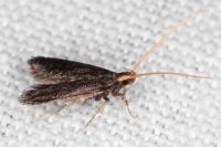 Lecithocera nigrana