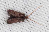 Lecithocera nigrana