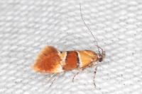 Epicallima bruandella