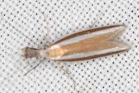 Pleurota aristella