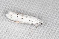 Yponomeuta
