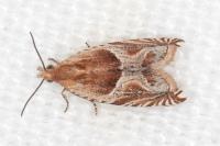 Ancylis comptana