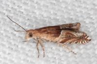 Ancylis comptana
