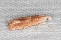 Eucosma conterminana