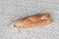 Eucosma conterminana