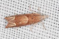 Eucosma conterminana