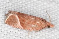 Thiodia torridana