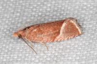 Thiodia torridana