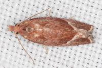 Thiodia torridana