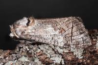 Cossus cossus