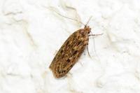 Hofmannophila pseudospretella