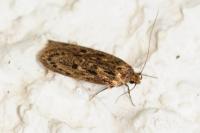 Hofmannophila pseudospretella