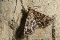Alucita huebneri/cymatodactyla