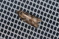 Cnephasia