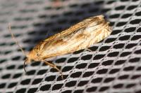 Eucosma gr. cana