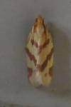 Clepsis pallidana