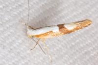Argyresthia pruniella