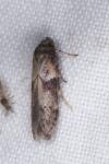 Blastobasis glandulella