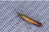 Coleophora