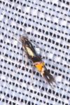 Cosmopterix orichalcea
