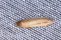 Limnaecia phragmitella