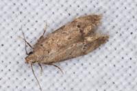 Teleiodes vulgella