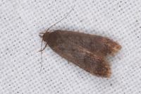 Anacampsis