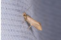 Crassa unitella