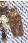 Hofmannophila pseudospretella