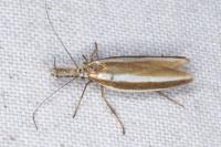 Pleurota aristella
