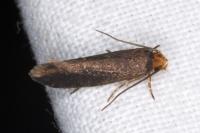 Cephimallota crassiflavella