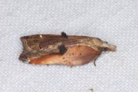 Acleris cristana