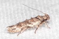 Psoricoptera gibbosella