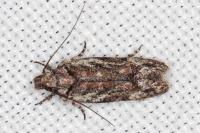 Psoricoptera gibbosella