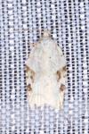 Acleris kochiella