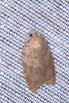 Acleris sparsana