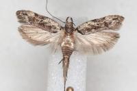 Psoricoptera gibbosella