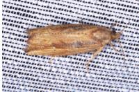 Bactra venosana