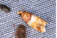 Epinotia festivana