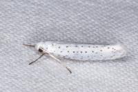 Yponomeuta evonymella